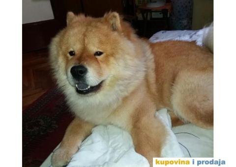 Čau Čau, mužjak - 3/9