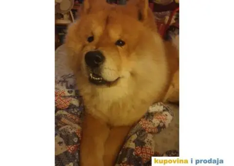 Čau Čau, mužjak - 4/9