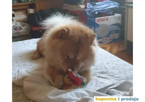 Čau Čau, mužjak - 5/9