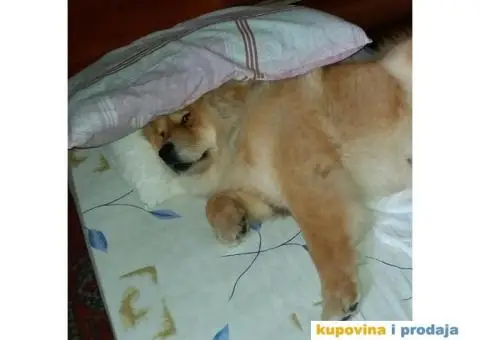 Čau Čau, mužjak - 6/9