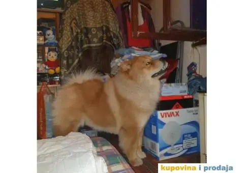 Čau Čau, mužjak - 7/9