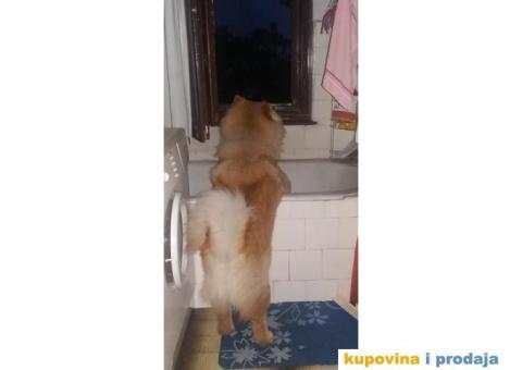 Čau Čau, mužjak - 8/9