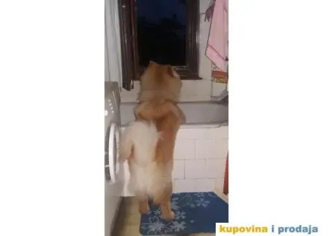 Čau Čau, mužjak - 8/9