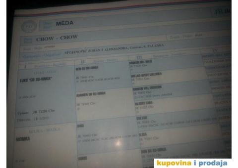 Čau Čau, mužjak - 9/9