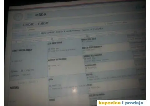 Čau Čau, mužjak - 9/9