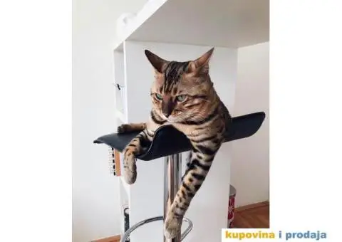 Bengalski mačak traži ženku - 1/5