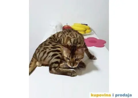 Bengalski mačak traži ženku - 2/5