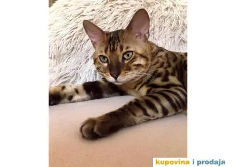 Bengalski mačak traži ženku - 3/5