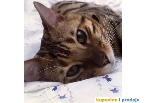 Bengalski mačak traži ženku - 4/5