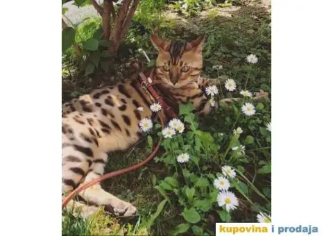 Bengalski mačak traži ženku - 5/5