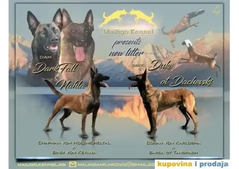 Na prodaju dva steneta Belgijskog ovcara - 1/3