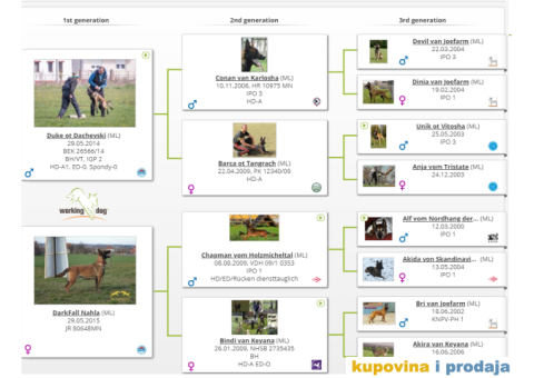 Na prodaju dva steneta Belgijskog ovcara - 3/3