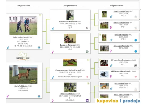 Na prodaju dva steneta Belgijskog ovcara - 3/3