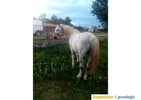 Lipicaner pastuv na prodaju