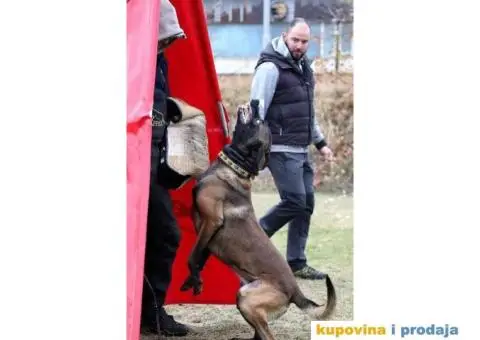 Na prodaju dva muska steneta Belgijskog ovcara - 3/11