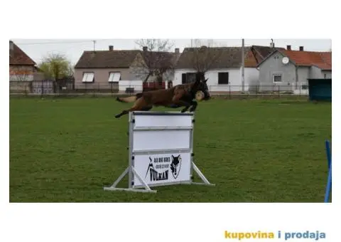 Na prodaju dva muska steneta Belgijskog ovcara - 4/11