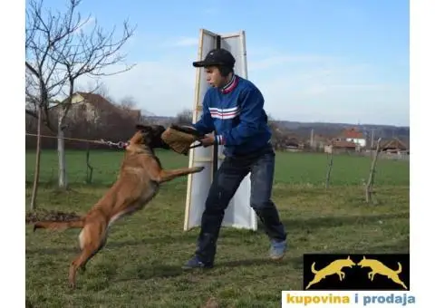 Na prodaju dva muska steneta Belgijskog ovcara - 5/11