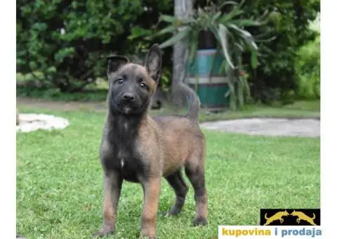 Na prodaju dva muska steneta Belgijskog ovcara - 7/11