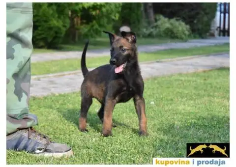 Na prodaju dva muska steneta Belgijskog ovcara - 8/11