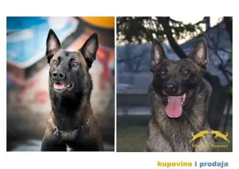 Na prodaju dva muska steneta Belgijskog ovcara - 9/11