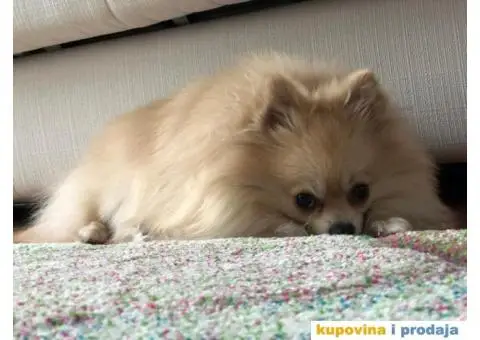 Pomeranac za parenje - 1/5