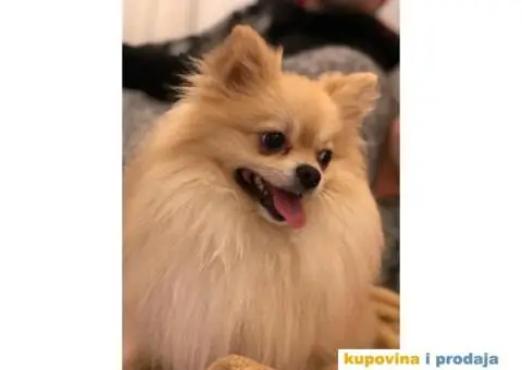 Pomeranac za parenje - 2/5