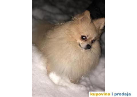 Pomeranac za parenje - 3/5