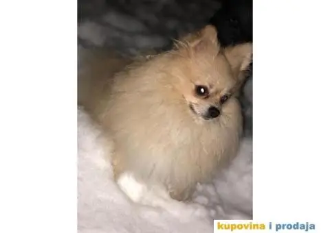 Pomeranac za parenje - 3/5