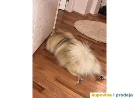 Pomeranac za parenje - 4/5