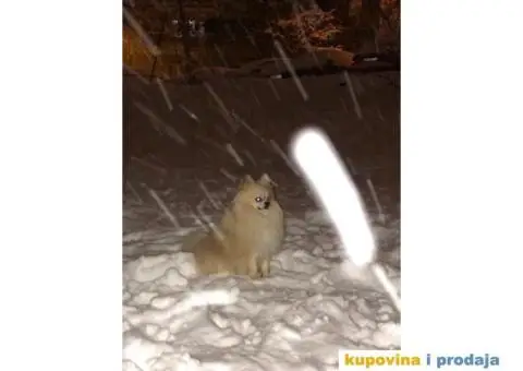 Pomeranac za parenje - 5/5