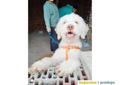 lagoto trazi zenku - 1/3