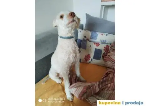 lagoto trazi zenku - 2/3