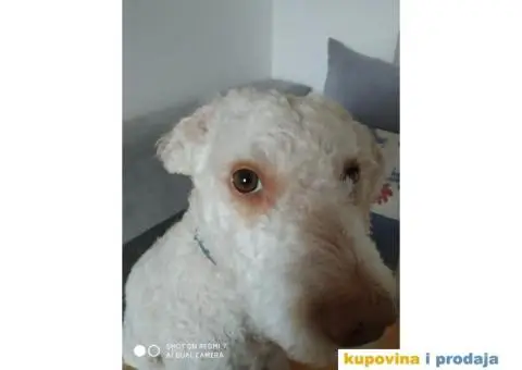 lagoto trazi zenku - 3/3