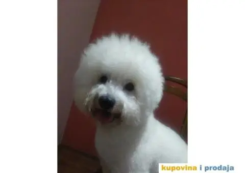 Mužijak kovrdžavog bišona vrhunskog porekla slobodan za parenje - 1/3