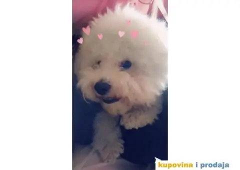 Mužijak kovrdžavog bišona vrhunskog porekla slobodan za parenje - 2/3