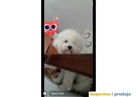 Mužijak kovrdžavog bišona vrhunskog porekla slobodan za parenje - 3/3