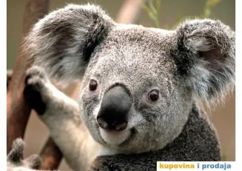 Gasonjera na Petlovom brdu