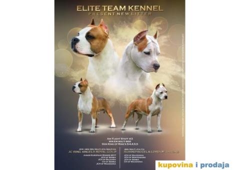 Američki Stafordski Terijer - 1/7