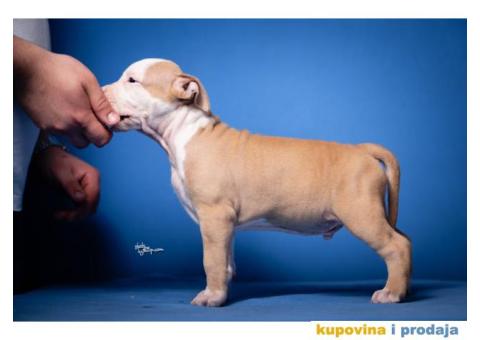 Američki Stafordski Terijer - 2/7