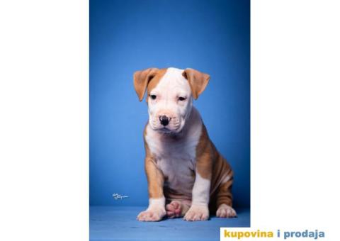 Američki Stafordski Terijer - 3/7