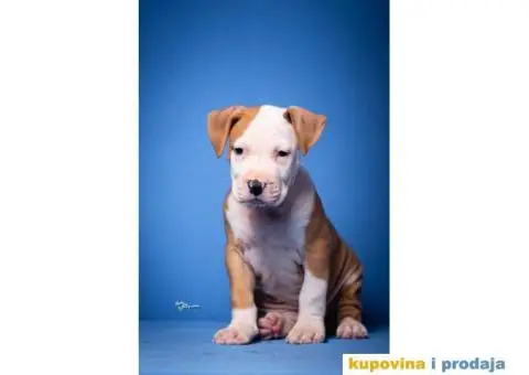 Američki Stafordski Terijer - 3/7