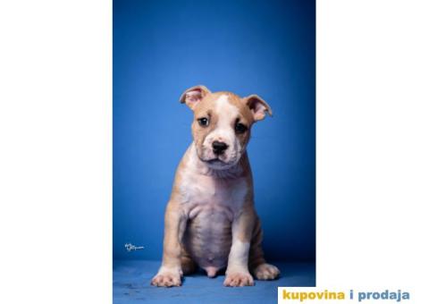 Američki Stafordski Terijer - 4/7