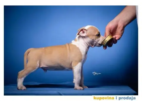 Američki Stafordski Terijer - 5/7