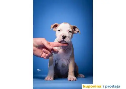 Američki Stafordski Terijer - 6/7