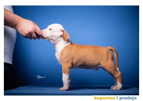 Američki Stafordski Terijer - 7/7