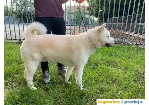 Akita Inu beli muzjak sa dobrim papirima trazi zenku - 1/11