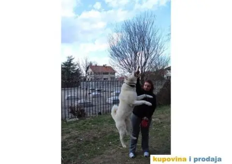 Akita Inu beli muzjak sa dobrim papirima trazi zenku - 3/11
