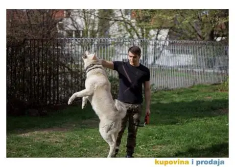 Akita Inu beli muzjak sa dobrim papirima trazi zenku - 7/11