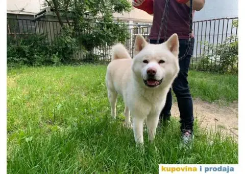 Akita Inu beli muzjak sa dobrim papirima trazi zenku - 9/11