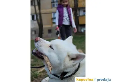 Akita Inu beli muzjak sa dobrim papirima trazi zenku - 10/11
